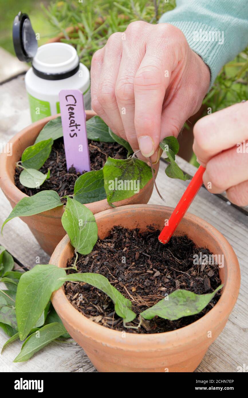 Take clematis cuttings hires stock photography and images Alamy