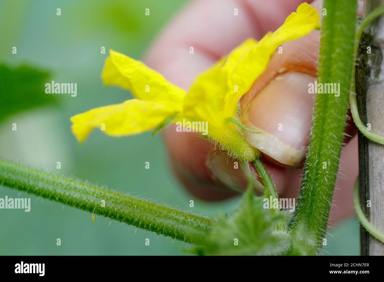 Cucumis sativus 'Socrates' in domestic greenhouse. Removing male flowers from 'Socrates' cucumber plant to prevent bitterness. Stock Photo