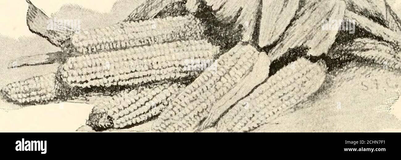 . The New England magazine . Tenderly he took her head in his own hands, and turned her face to his. all? ^i(W^^- And is that all, Samanth — all? But she refused to turn it to him, for What else? she asked. the hot tears were falling fast. Tenderly Well, perhaps, nothing, he replied, he took her head in his own hands, and But look up, Samanth; look at me turned her face to his; and there he once more before I go ! We may never read the story of her heart. see each other again. I must see your My own dear Samanth ! was all he face once more. said. ^.../ ^ L. THE INDIAN CORN AS OUR NATIONAL PLAN Stock Photo