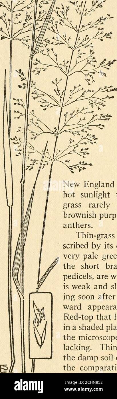 . The book of grasses : an illustrated guide to the common grasses, and the most common of the rushes and sedges . fers in devel-oping a dorsal awn. BrownBent is often seen on lawnsand it is also quite commonnear the coastwise marshes ofNew England and New Jersey, where under thehot sunlight the widely open panicles of thisgrass rarely vary in colour from brown orbrownish purple, flecked with white by the smallanthers. Thin-grass {Agrostis perennans) is well de-scribed by its common name. The panicles arevery pale green, rarely tinged with purple, andthe short branches, with the branchlets and Stock Photo