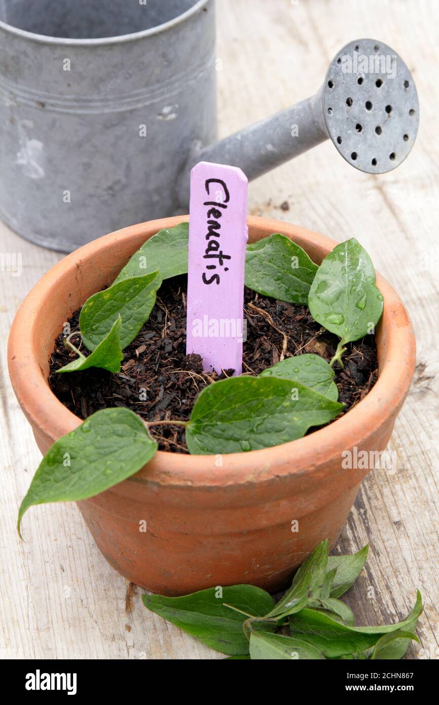 Plant propagation by cuttings. Fresh clematis cuttings in a pot. UK Stock Photo Alamy