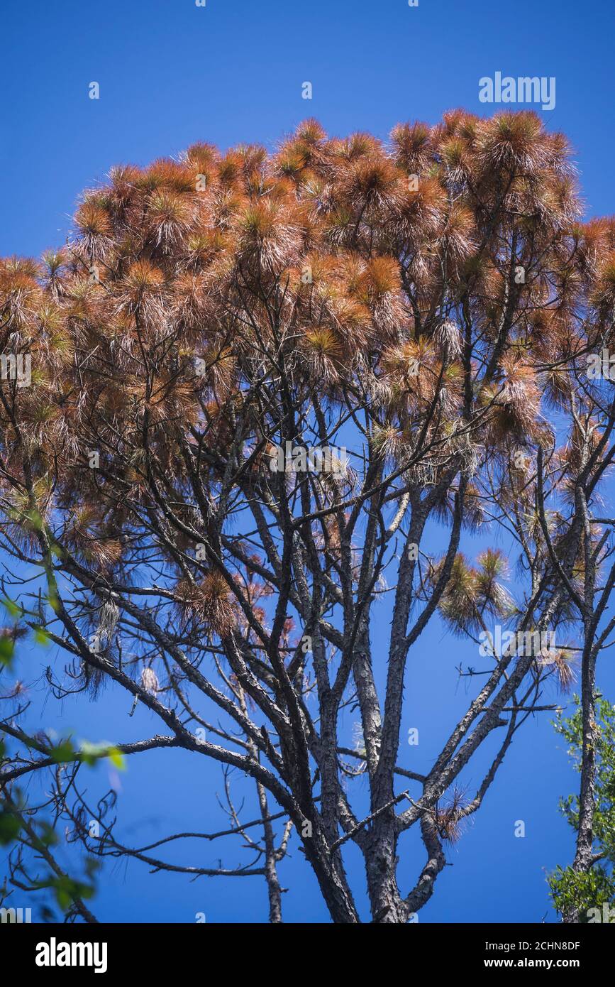 Slash pine tree that suddenly died on a heavily wooded property in