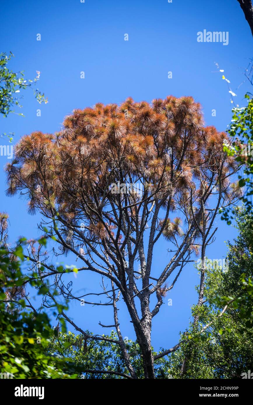 Slash pine tree that suddenly died on a heavily wooded property in