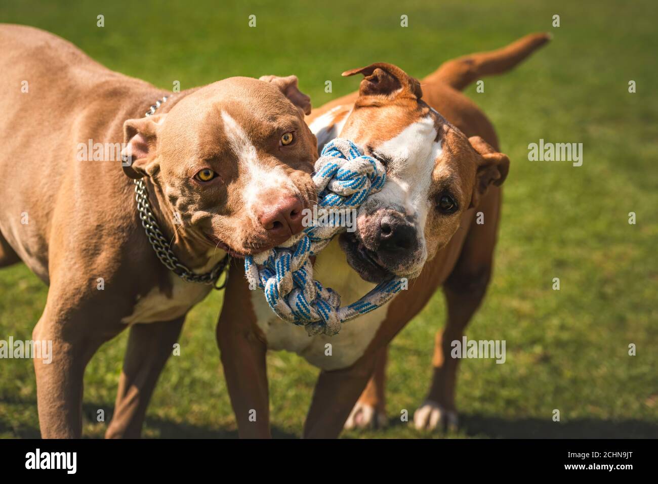 Two dogs amstaff terrier playing tog of war outside. Young and old dog fun in backyard. Stock Photo