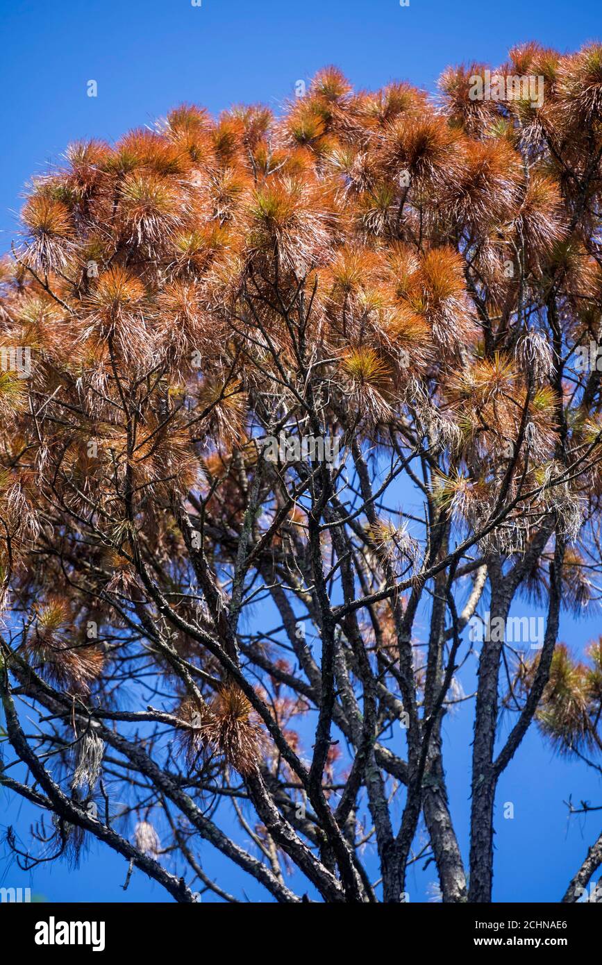 Slash pine tree that suddenly died on a heavily wooded property in