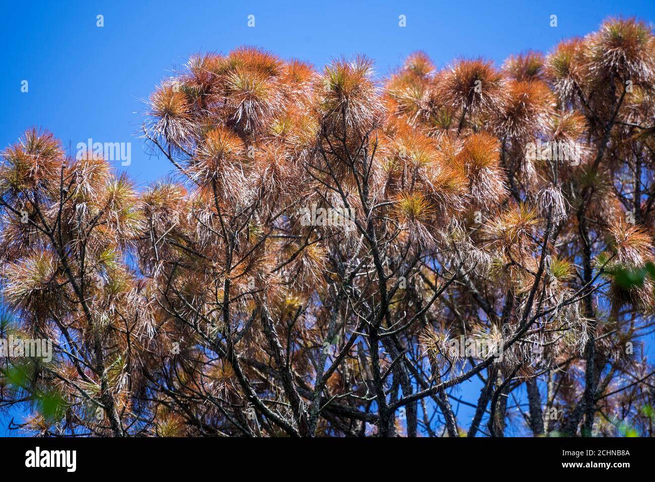 Slash pine tree that suddenly died on a heavily wooded property in