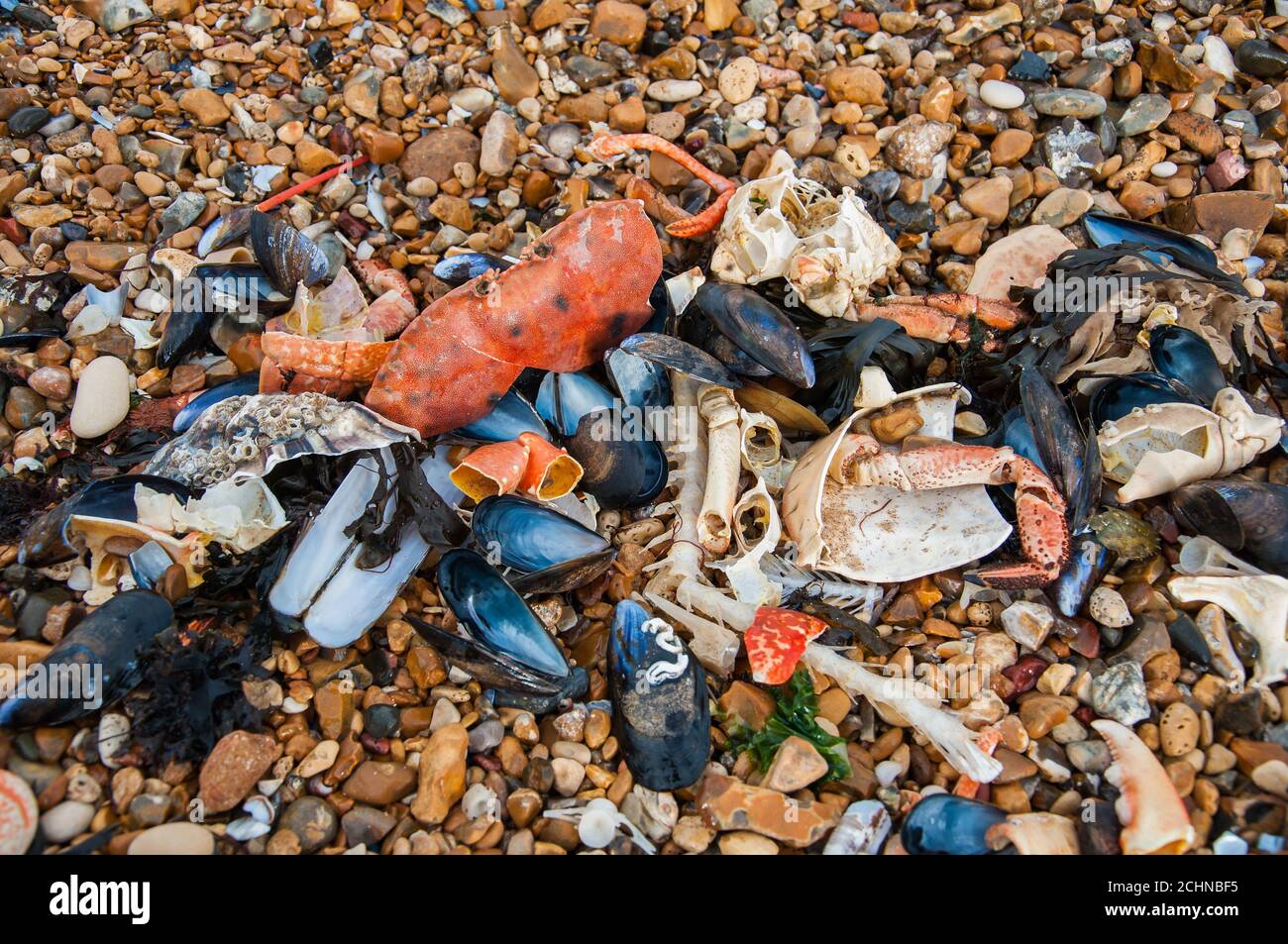 Close up of empty shells and fish bones on a stone beach in Whistable, Kent, England Stock Photo