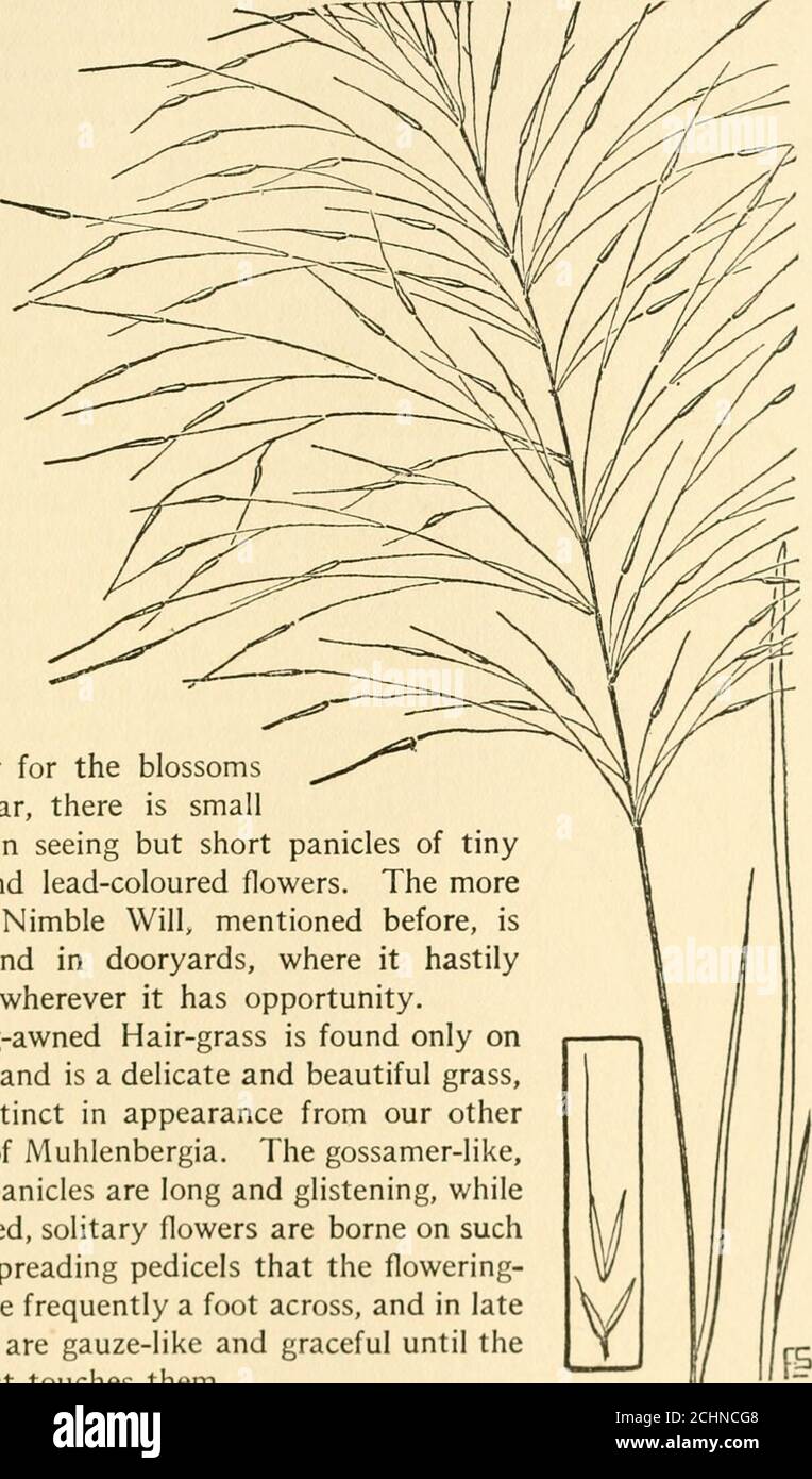 . The book of grasses : an illustrated guide to the common grasses, and the most common of the rushes and sedges . ar to the genus. Wood Muhlenbergia (Muhlenhergiasylvdiica) and Nimble Will {MuhlenhergiaSchrehert) are frequent along the bordersof woods, and in rocky places one nat-urally looks for Rock Muhlenbergia{Muhlenhergia soholifera). These areslender grasses that are usually muchbranched and that bear narrow, spike-like panicles of small, green flowers. Marsh Muhlenbergia {Muhlenhergiaracemdsa) grows in wet places and hasmuch stouter and more compact flower-ing-heads, which sometimes re Stock Photo