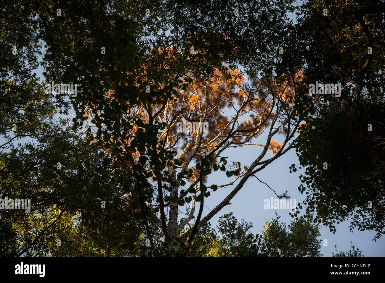 Slash pine tree that suddenly died on a heavily wooded property in