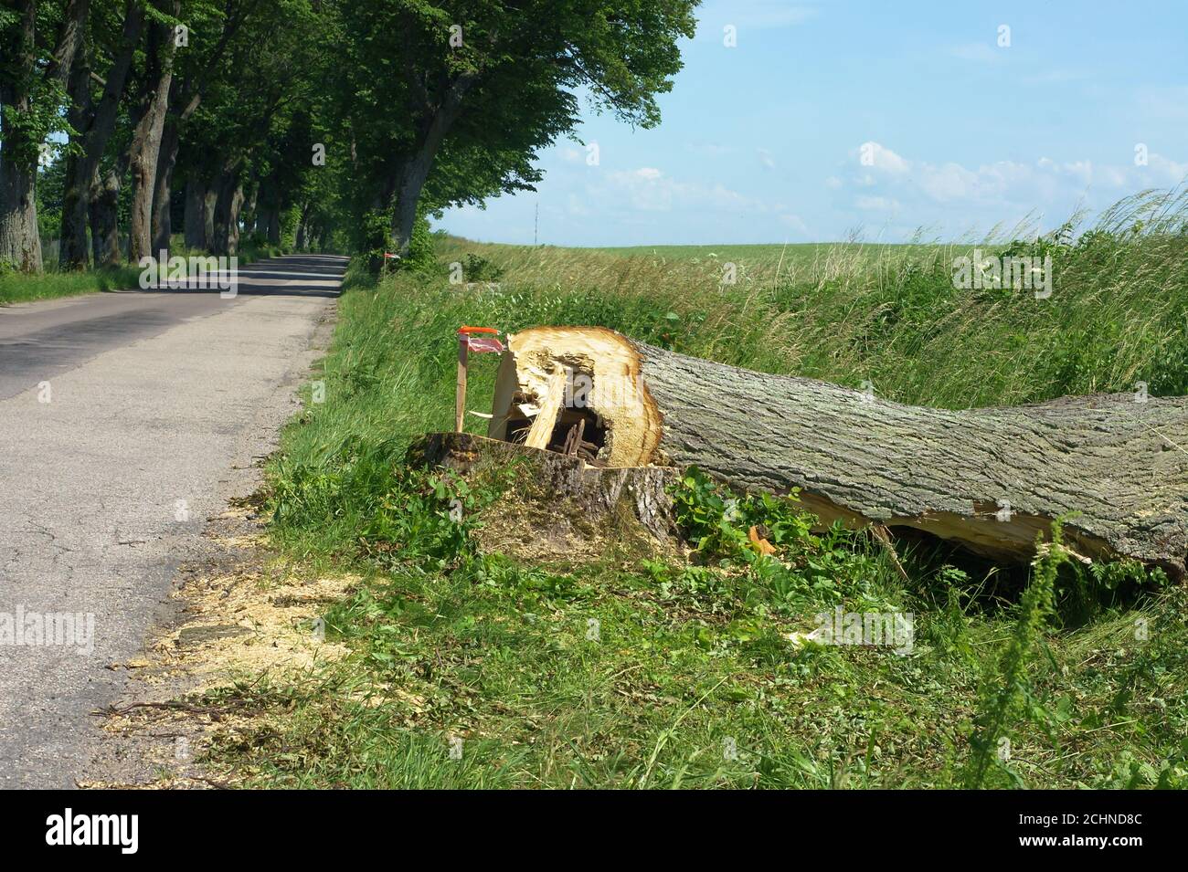 cutting down trees on the sides of the highway, cut down trees near the
