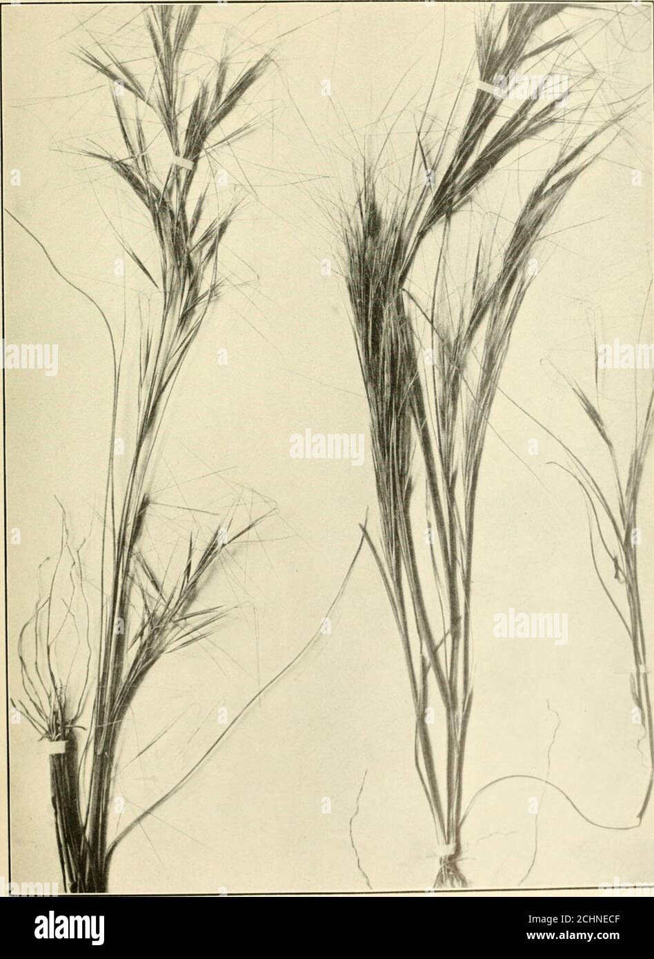 . The book of grasses : an illustrated guide to the common grasses, and the most common of the rushes and sedges . country. The English name of Three- awned Grass is descriptive of a peculiarity of the genus, as each flowering scale bears triple awns. In PovertyM Grass and Slender Aristida the outer awns of the flowering scale are shorter than the middle awn and are upright, while the long middle awn spreads stiffly at right angles to the spike. When the spikelets are comparatively few, as in the species mentioned above, these horizontally spreading awns are so characteristic that from them Stock Photo