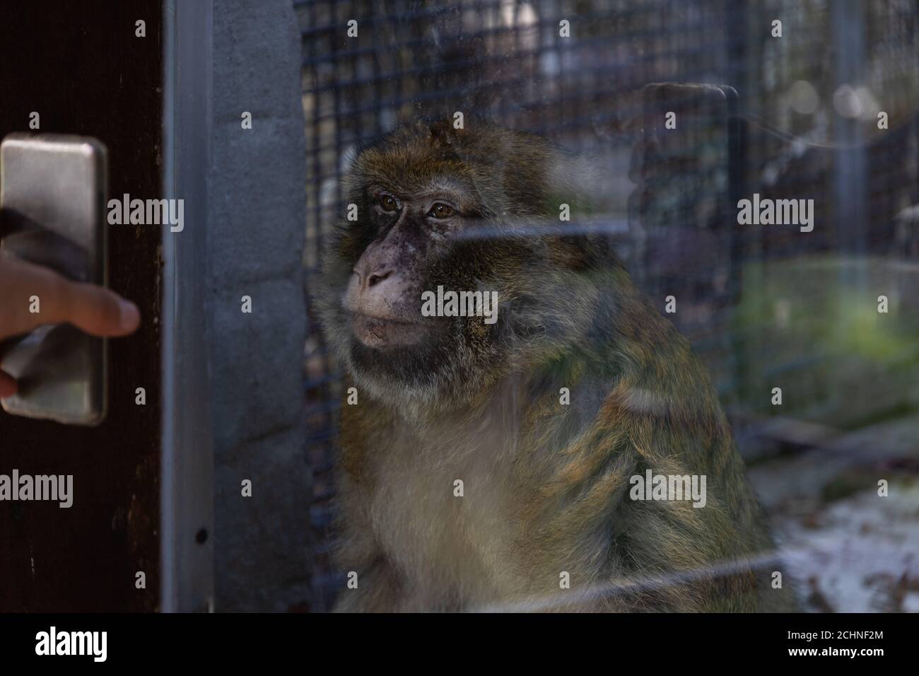 Monkey looking interested in a smart phone. Human showing a monkey something on a cell phone. Intelligent mammal, animal learning Stock Photo
