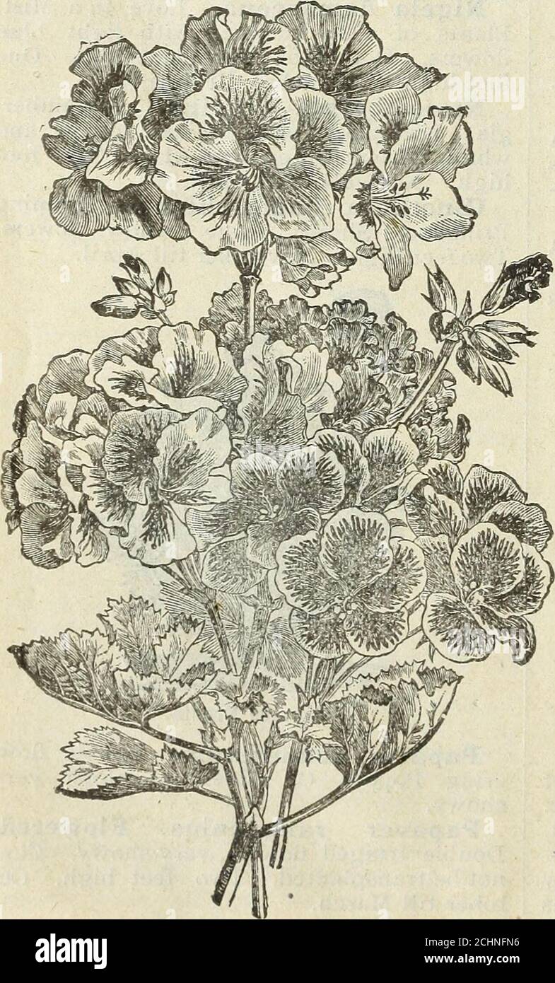 . Steckler's seed catalogue and garden manual for the southern states