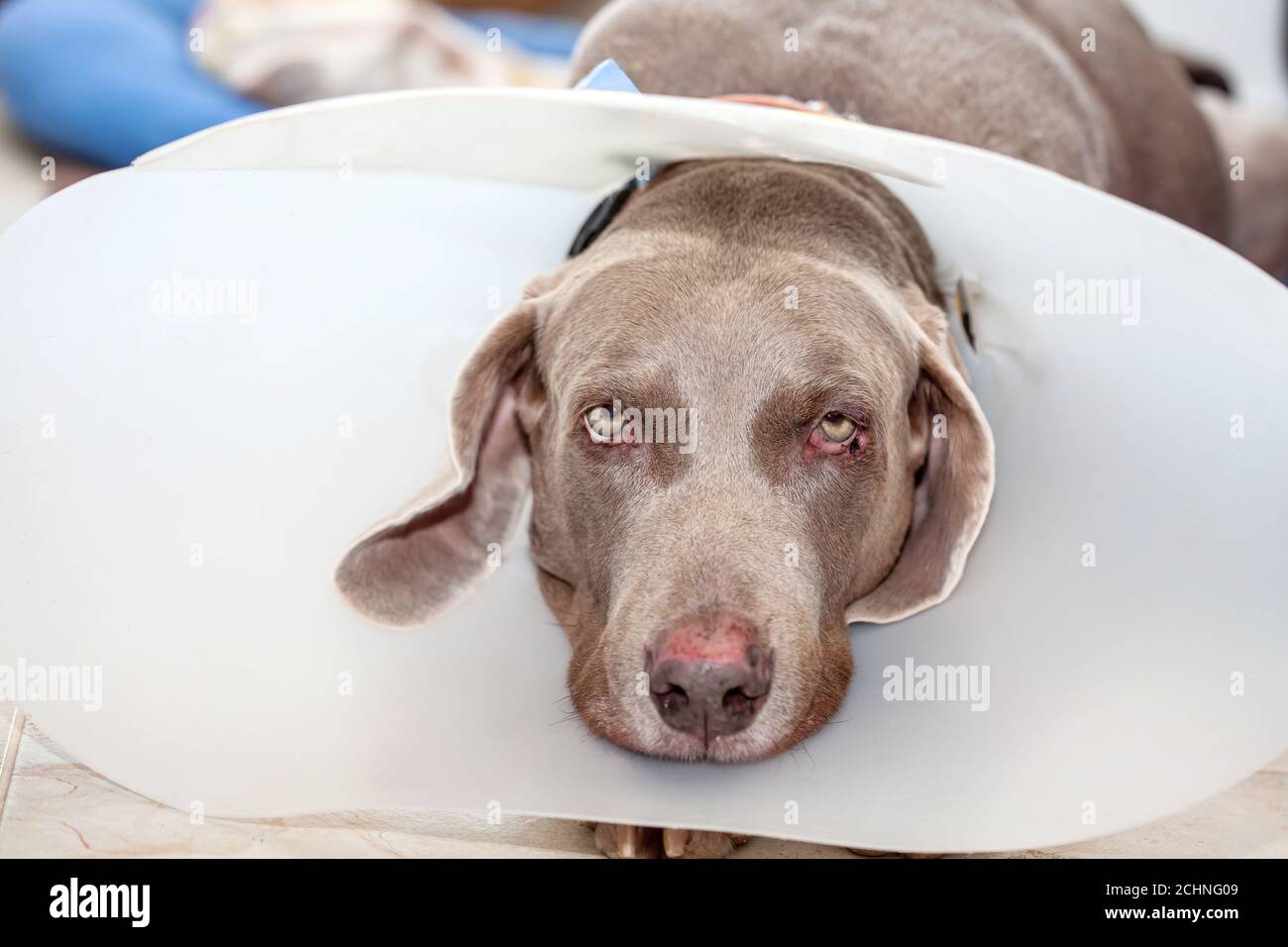 Weimaraner dog wearing a plastic elizabethan (buster) collar at home