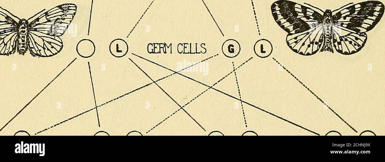 The Physical Basis Of Heredity Grossulariata D Gl G B O C Gepmcells G C O C C Ossulariata 9 Og O C Lacticolor 9 Ol C Grossulariata D Lg C C Lacticolor C5 Ll Stock Photo Alamy