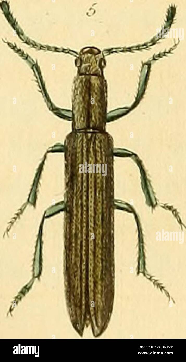 . Illustrations of British entomology; or, A synopsis of indigenous ...