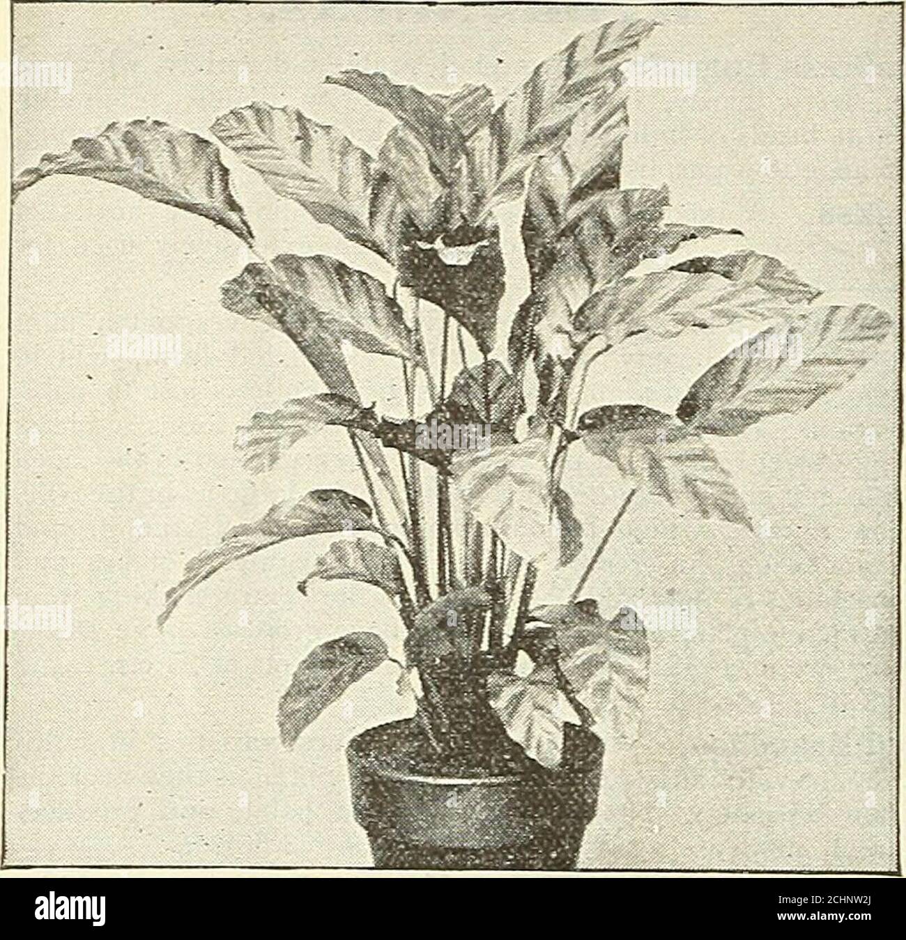 . Dreer's garden 1902 calendar . Jasminum Gracillimum. For Netv and Mare Ilants see pages 19 to 24.. MARANTA. Valuable decorative stove plants, remarkable for the richnessand beauty of their varied foliage.Aurea Striata. 50 cts. each. [ Masangeana. 25 cts. each . Lietzei. (See cut.) 50 cts. eariakoyana. SI.00 each Picta. 50 cts. each.Zebrina. 50 cts. each. Stock Photo