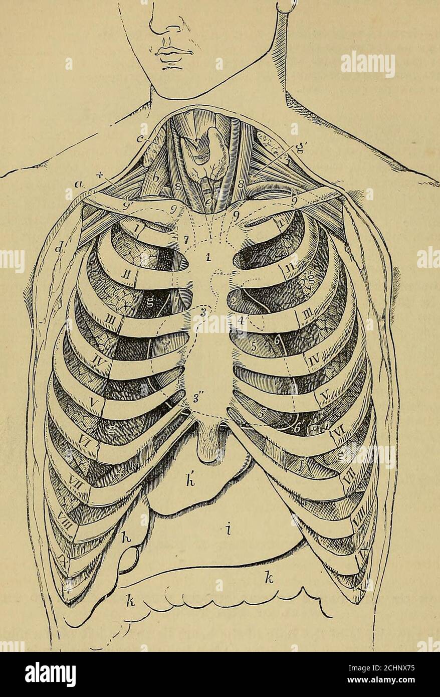 Intercostal Nerves \u0026 Arteries: A Detailed Overview of Thoracic Anatomy -  Studocu, image size:878x1390