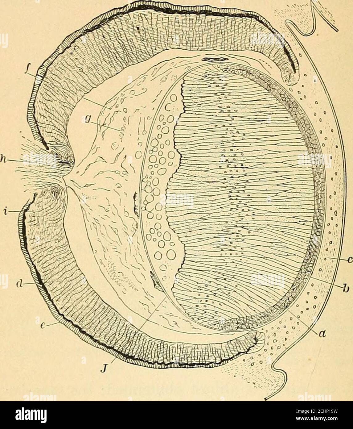 Animal Lens Strructure . A text-book of comparative physiology for students and practitioners ...