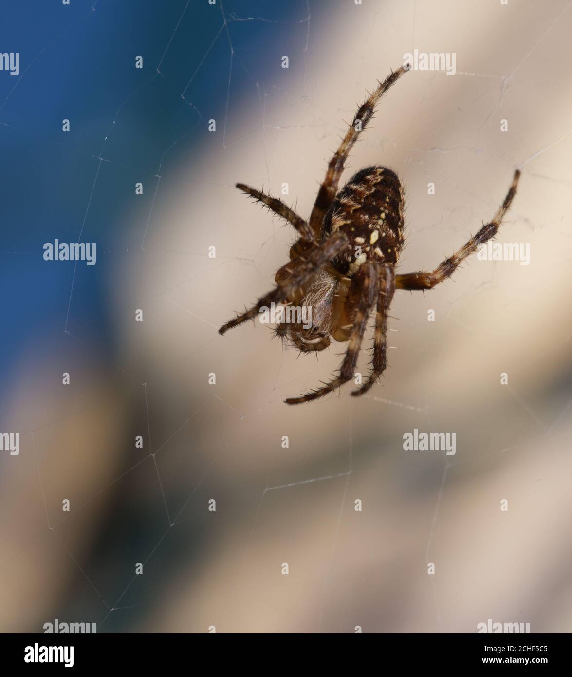 Garden spider close up in macro Stock Photo