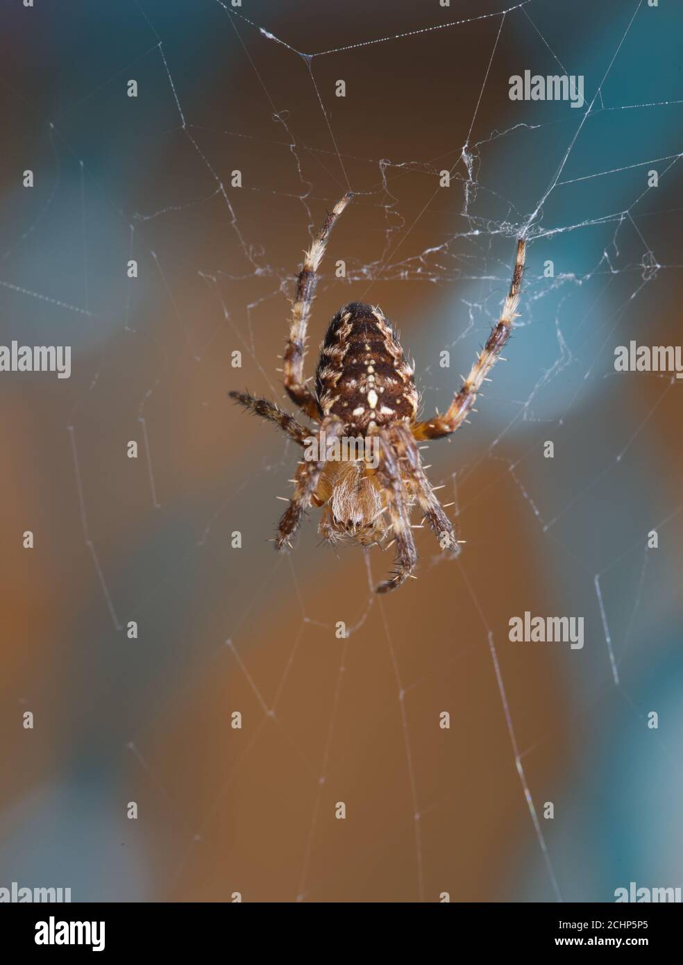Garden spider close up in macro Stock Photo - Alamy