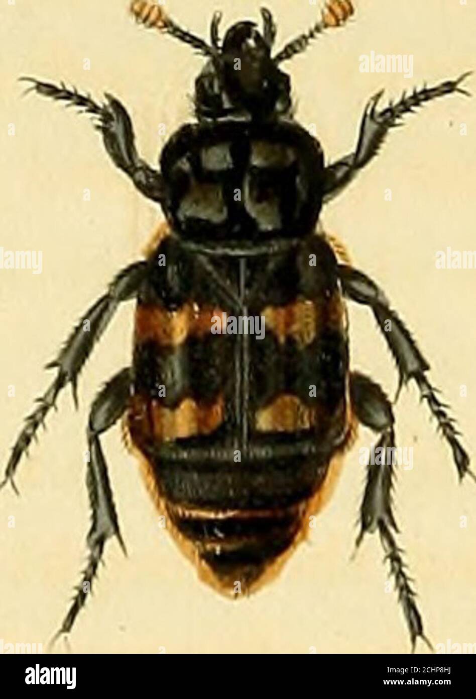 . Illustrations of British entomology; or, A synopsis of indigenous ...