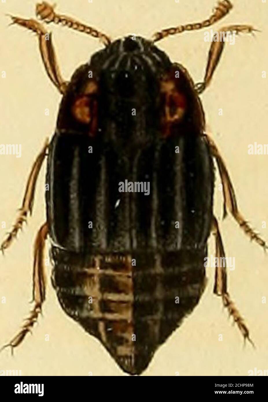 . Illustrations of British entomology; or, A synopsis of indigenous ...