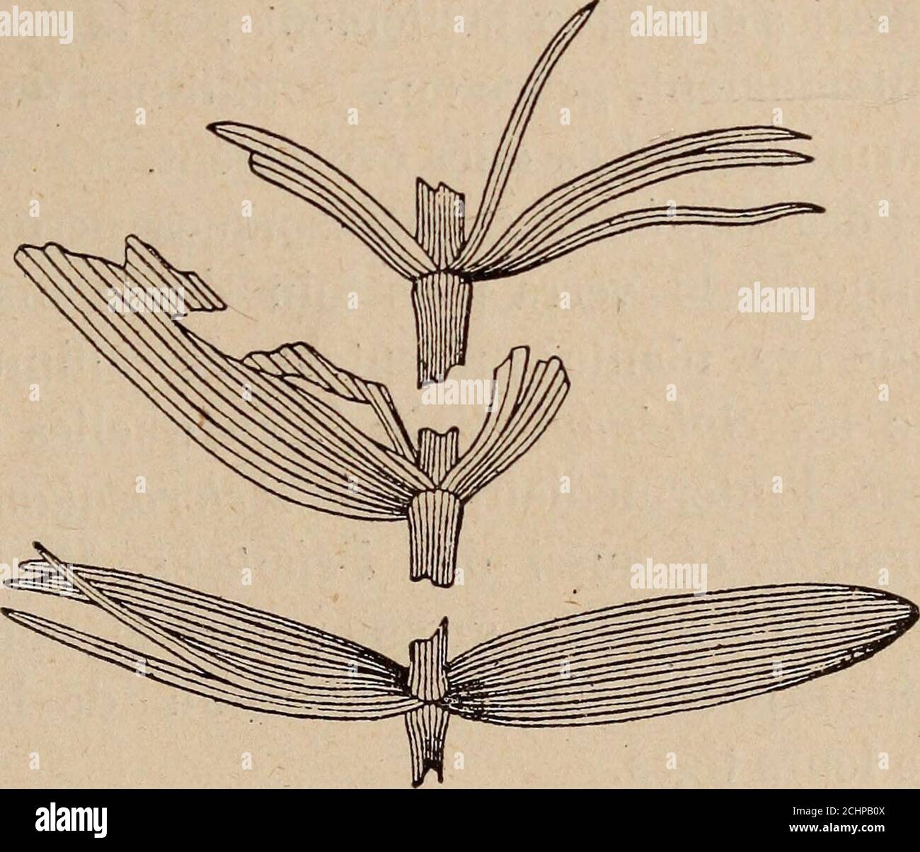 . Paléontologie végétale cryptogames cellulaires et cryptogames