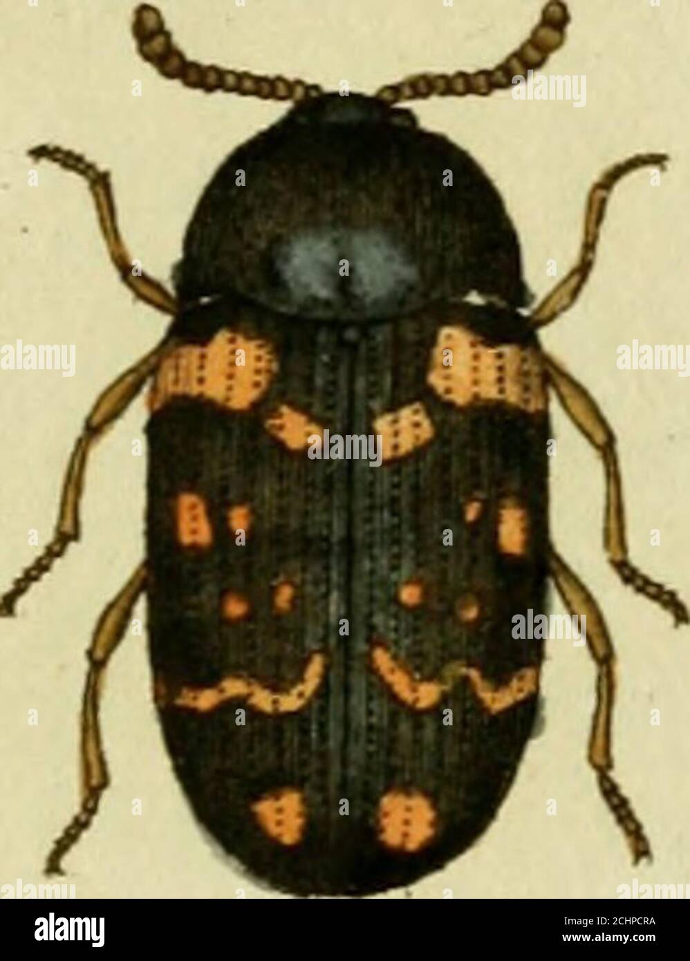 . Favnae insectorvm Germanicae initia, oder, Deutschlands Insecten . i. p. 497.Ips maculata. Fahric. Mant. Ins. T. I. n. 8- P45«Tritoma. Geoffr. Ins. T. I. n. 1. p. 335. tab. 6. fig. 2. e. f.Sil-pJioides holeti. Herbst Archiv. 4tes Heft. n. 11. p.4i. tab. 2i. fig. LL Lebt in den Baumpilsen.a. Natürliche Grösse, b. Vergrössemng. c. Ein vergrössertes Fühlhorn, ) Wenn ich ehemals Mycetaphetgus durch Ameiseiijägcr- gab, so bitte ich nurzu glanbeu, dafs ich nicht übersetzen wollte, ich würde sonst wahrschein-lich FilzenfreJscr gesagt haben. Aber dies durfte ich denn doch auch nicht» Zwölftes Heft, Stock Photo