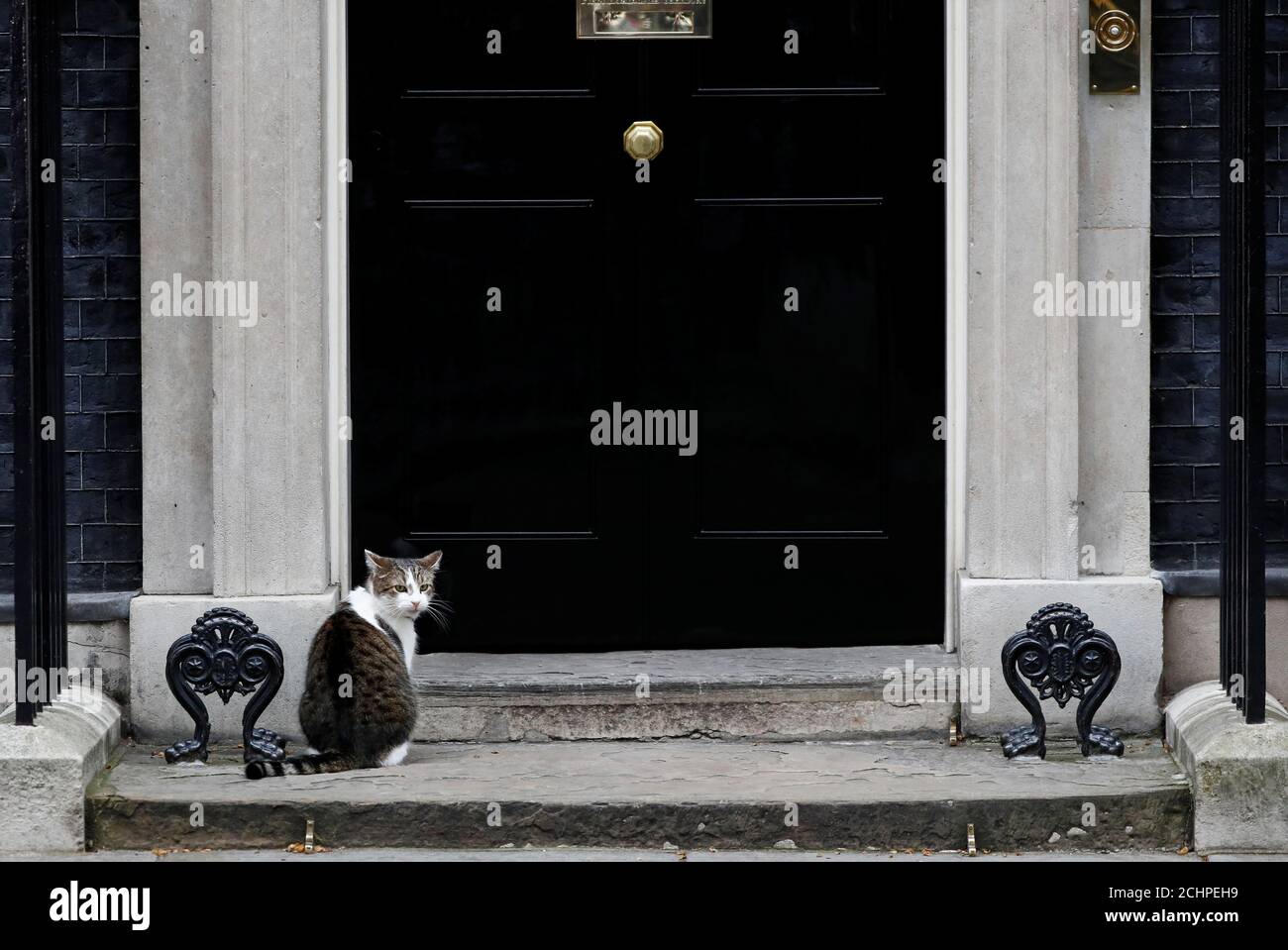 Кот ларри. Larry the Cat Downing Street. Downing Street 10 Cat Larry. Downing Street 10 СФЕ. Переулок кошки.