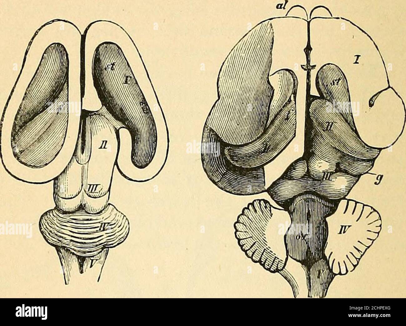 . A text-book of comparative physiology for students and practitioners of comparative (veterinary) medicine . Fig. 368.—A, brain of a chelonian; B, of a foetal calf; C, of a cat. (All after Gegen-baur.) /, indicates cerebral hemispheres ; //, thalamus ; III, corpora quadri-gemina; IV, cerebellum; V, medulla; st, corpus striatum; /, fornix; h, hippocam-pus; sr, fourth ventricle; g, geniculate body; ol, olfactory lobe. It will be observed(1) how the foetal brain in a higher animal form resembles the developed brain ina lower form, and (2) how certain parts become crowded together and coveredover Stock Photo