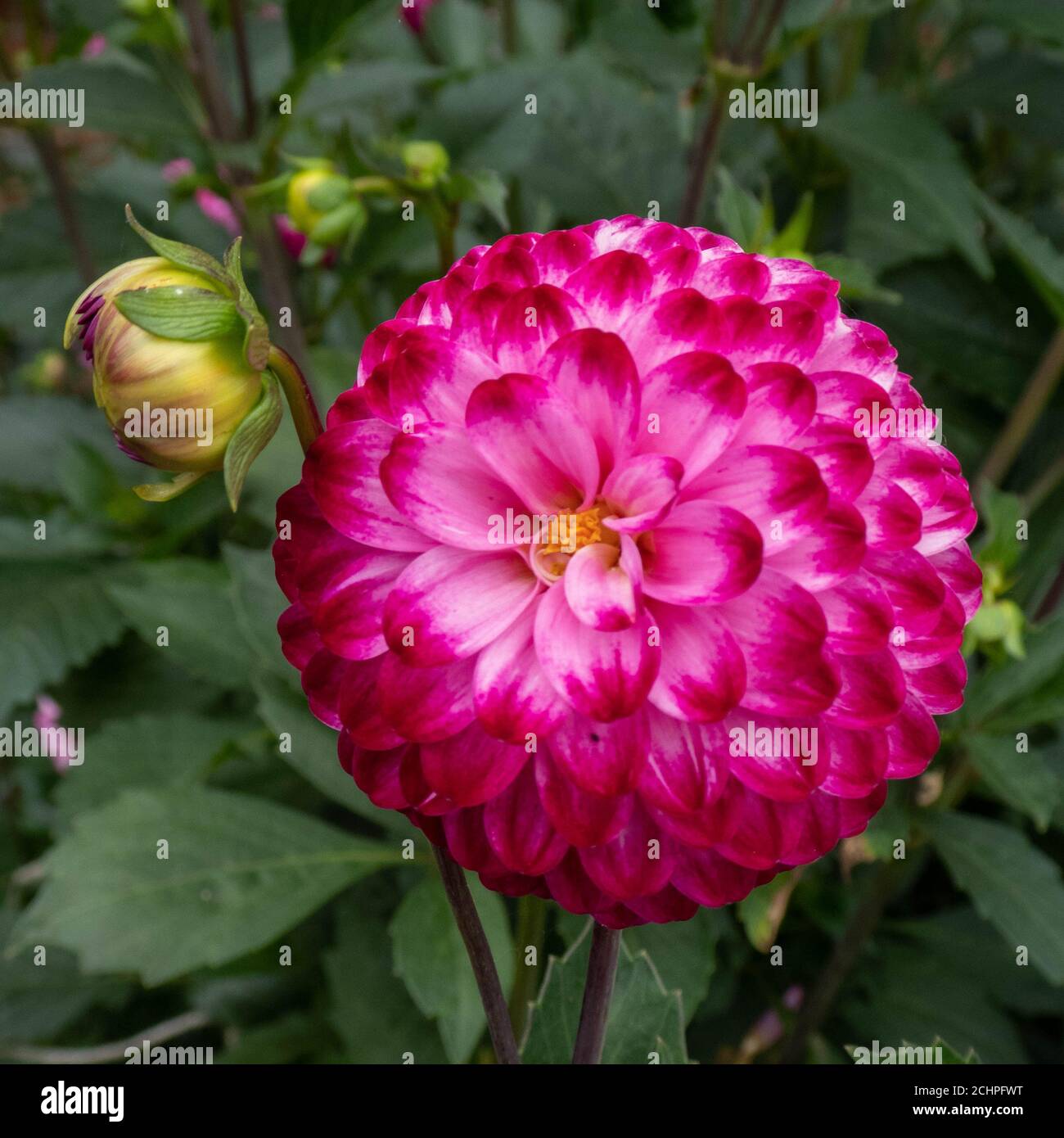a beautiful bright pink dahlia Stock Photo - Alamy
