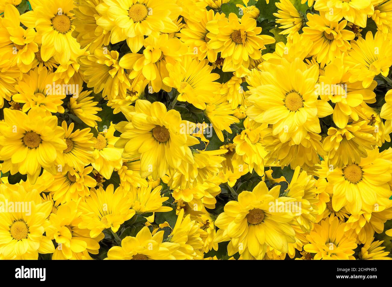 abstract wallpaper, background with a bouquet of yellow flowers,  chrysanthemum Stock Photo - Alamy, image size:1300x953