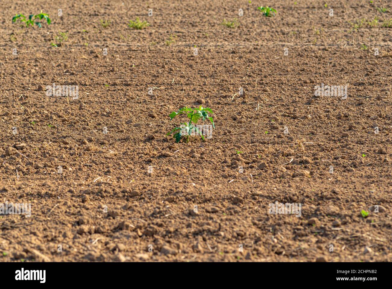 Stubborn grass stock image. Image of grey, cargo, perspective - 9621555