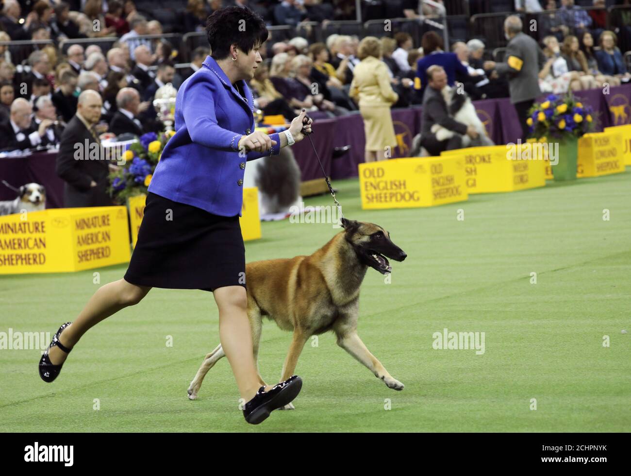 herding group westminster 2019