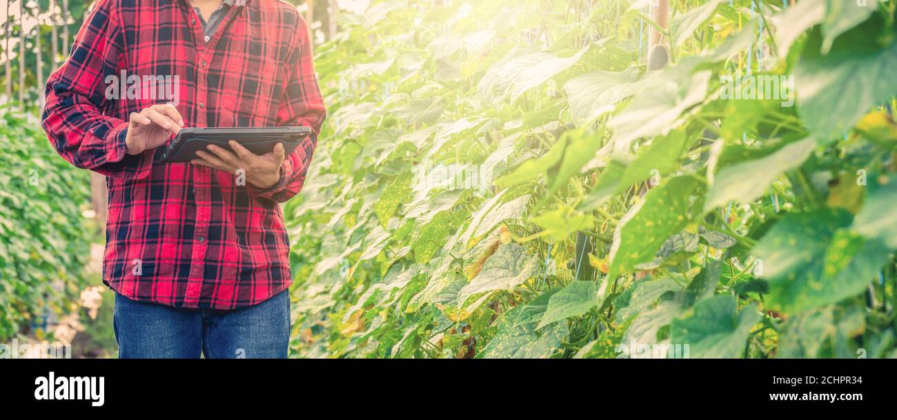 Smart farmer using technology app in tablet for checking grow analysis by technology in agriculture field farm Stock Photo