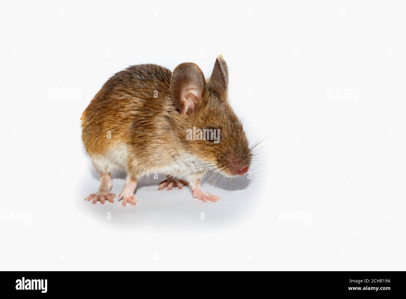 Field mouse. UK Stock Photo Alamy
