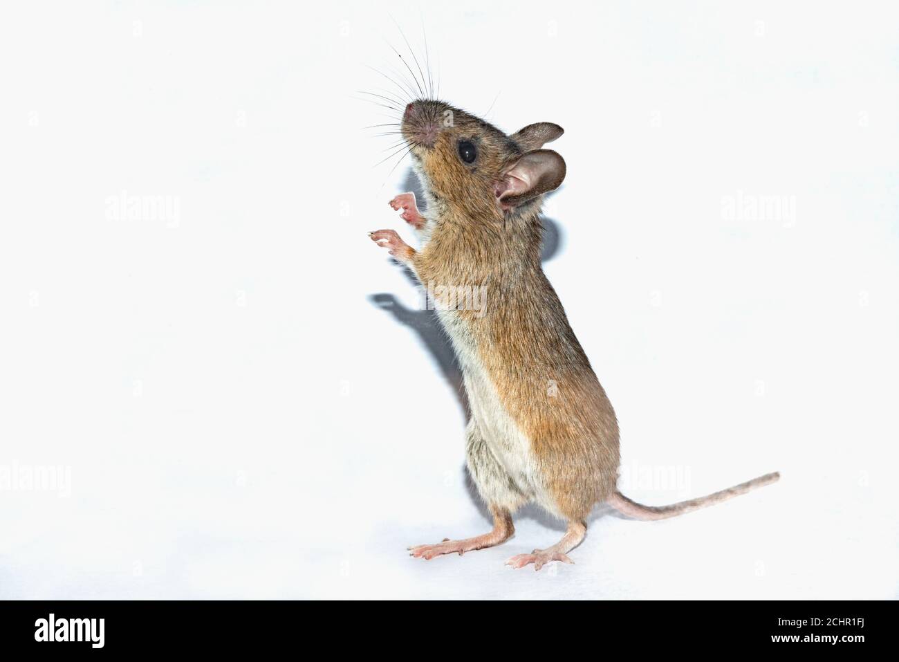 Field mouse. UK Stock Photo Alamy
