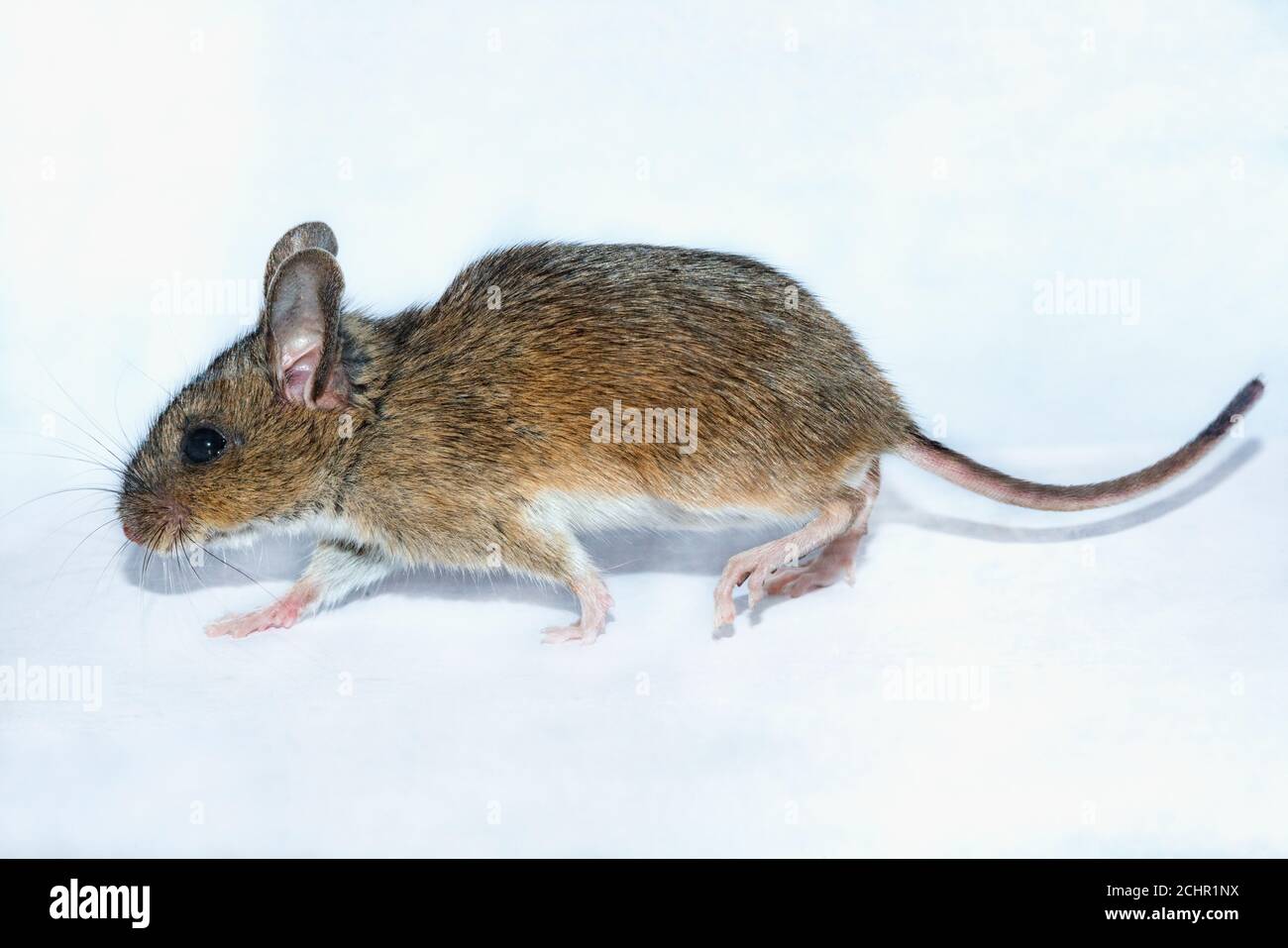 Field mouse. UK Stock Photo Alamy