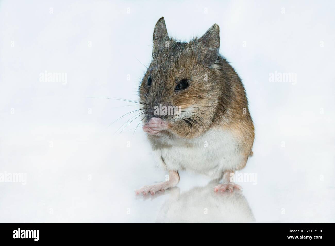 Field mouse. UK Stock Photo Alamy