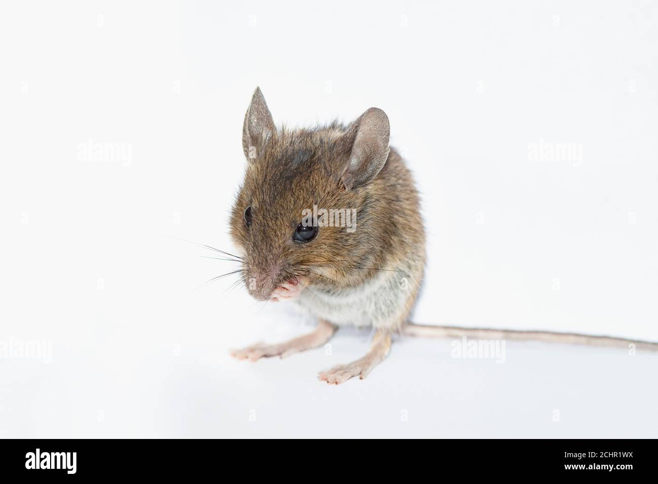 Field Mouse Uk High Resolution Stock Photography and Images Alamy