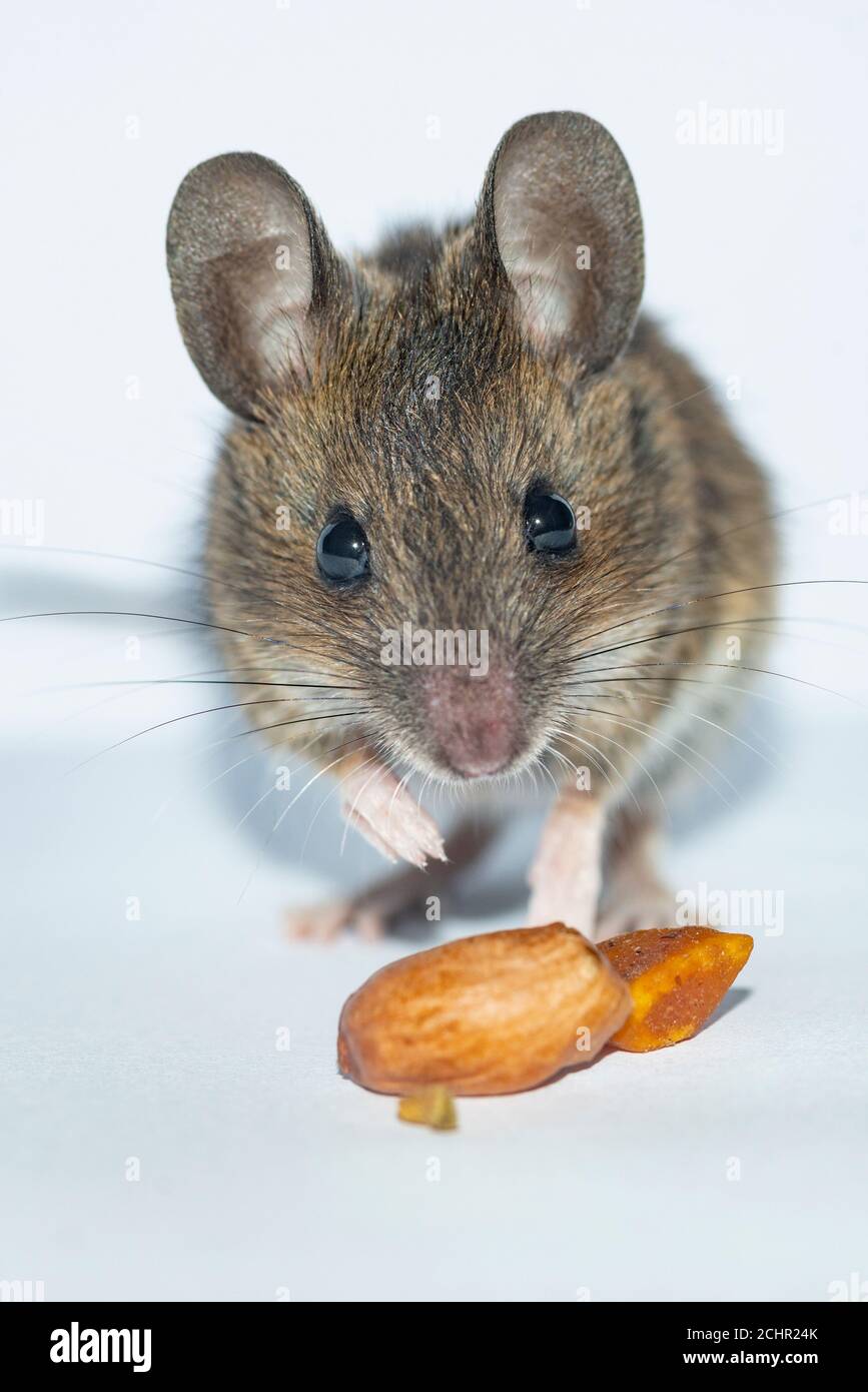 Field mouse. UK Stock Photo Alamy