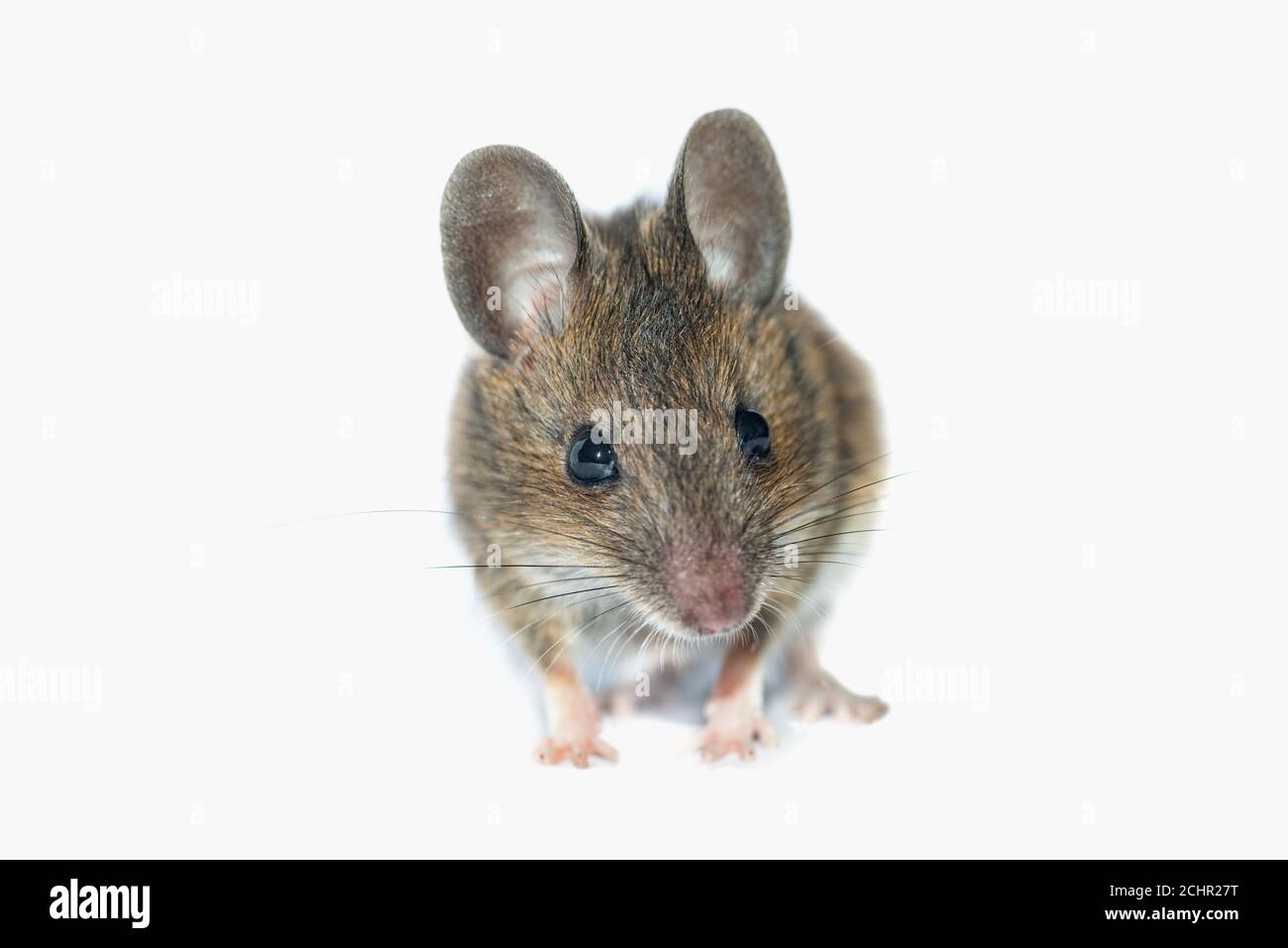 Field mouse.  UK. Stock Photo