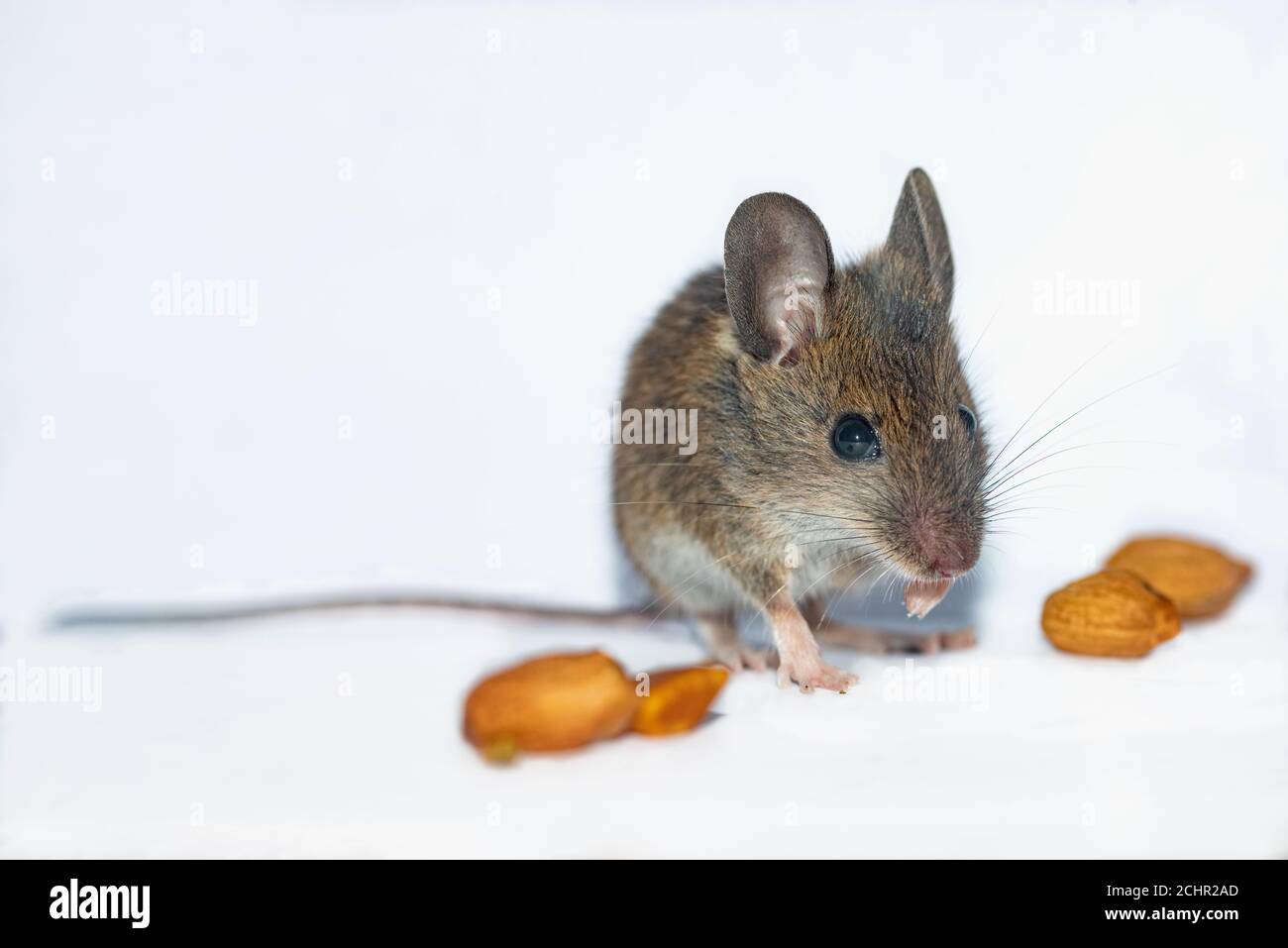 Field mouse. UK Stock Photo Alamy