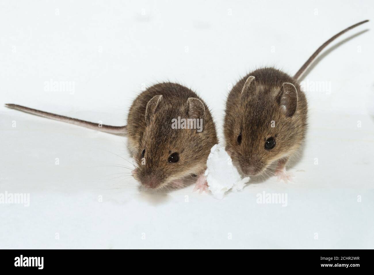 Field mouse. UK Stock Photo Alamy