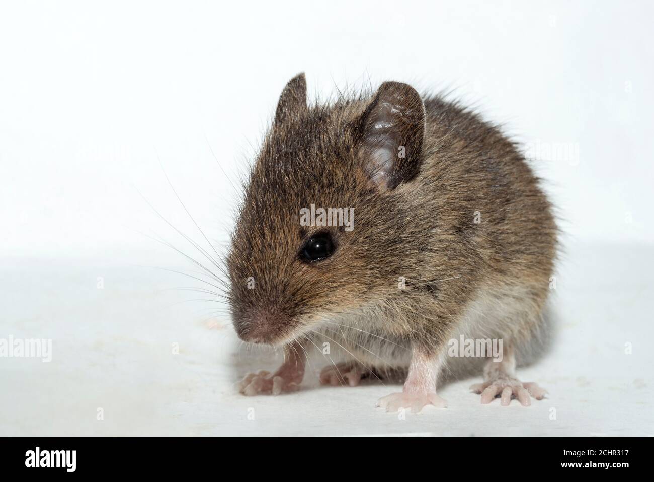 Field mouse. UK Stock Photo Alamy