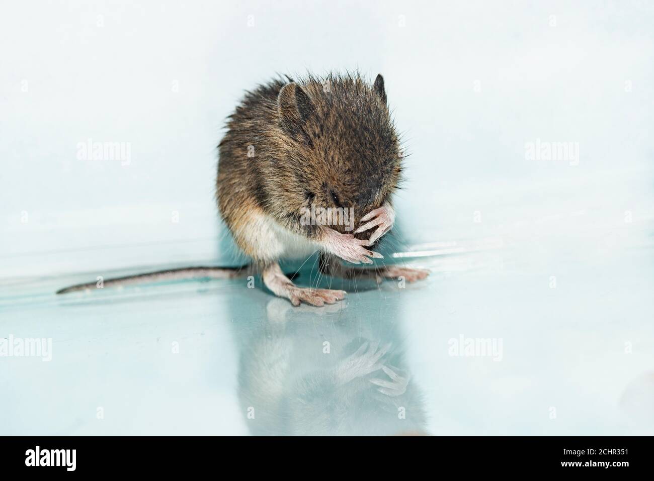 Long tailed field mouse uk hires stock photography and images Alamy