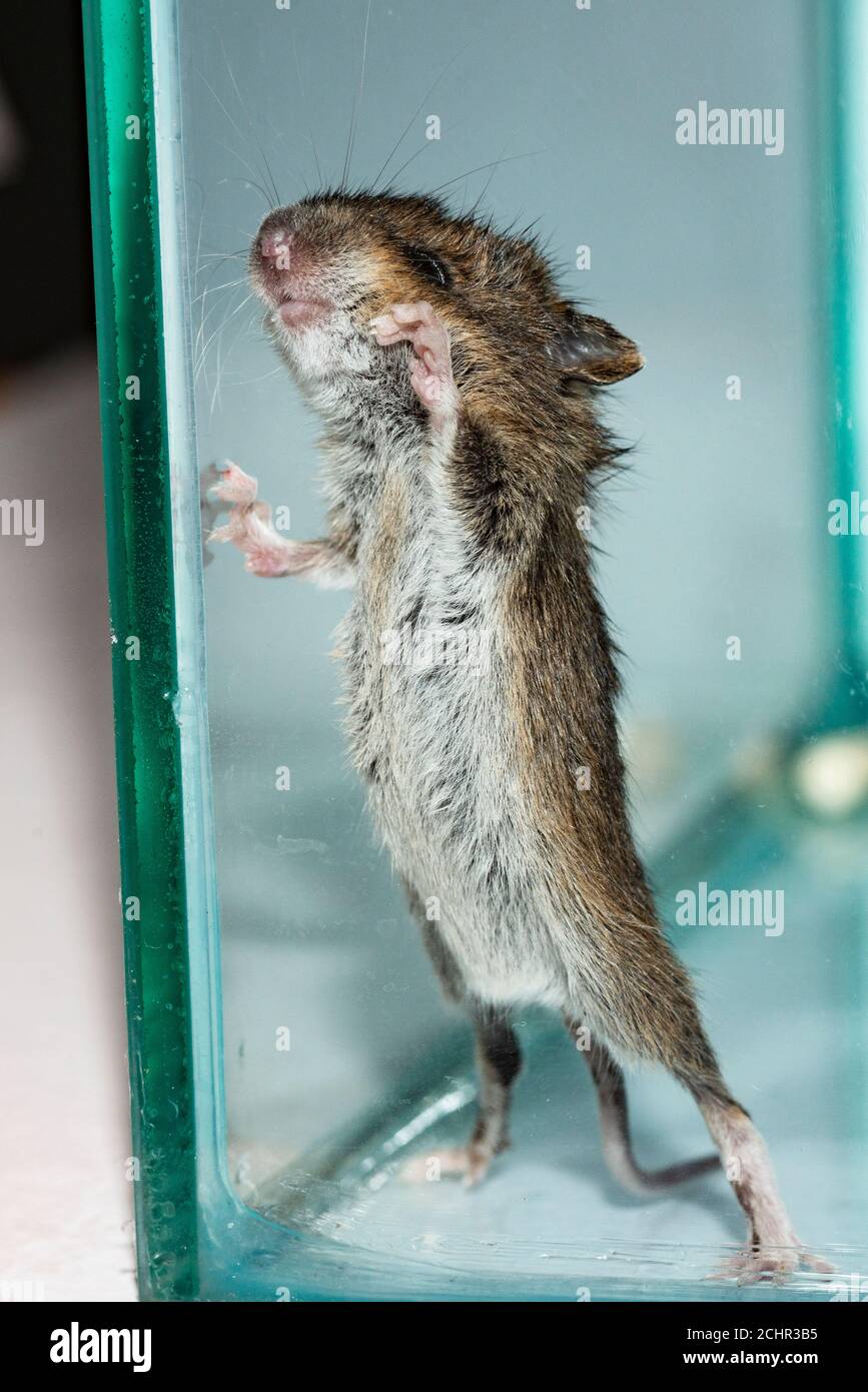 Field mouse.  UK. Stock Photo
