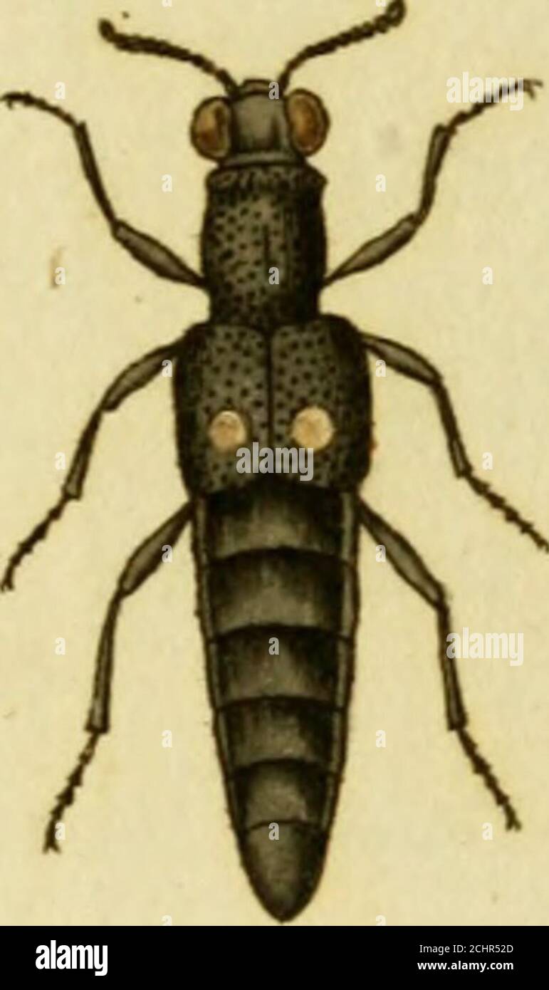 . Favnae insectorvm Germanicae initia, oder, Deutschlands Insecten . J Jinthr-^nuj^ /iLtttur 5^/^ lA./e ANTHFiEN VS hirtus, Dci haarichte Knollküfer.Anthrenus hirtus: aier tlioiacc elytiisque piibescentibus. Fahric. Ent Sy^t. T. r. n. 8. p 265.Nitidula hirta: atia thorace elytiisque pubescentibui. Fahric. Spec. Ins. T. T. n. i5. p. 93. Maut. Ins. T. I. n. 20. p.52. Pilo^uf: ine. p^en. Herbst. Archiv. 4 Heft. n. 7. p. Sp. Tab. 2i. fig. G. g. Byi-i-hus rujipcs. Schneider N. Magaz. IV. Heft. n. 10. p. 485. Sehr selten, hier nur einmal in einer Apfelblüthe gefangen. Auchaus Dres(3en erhalten. Ich Stock Photo