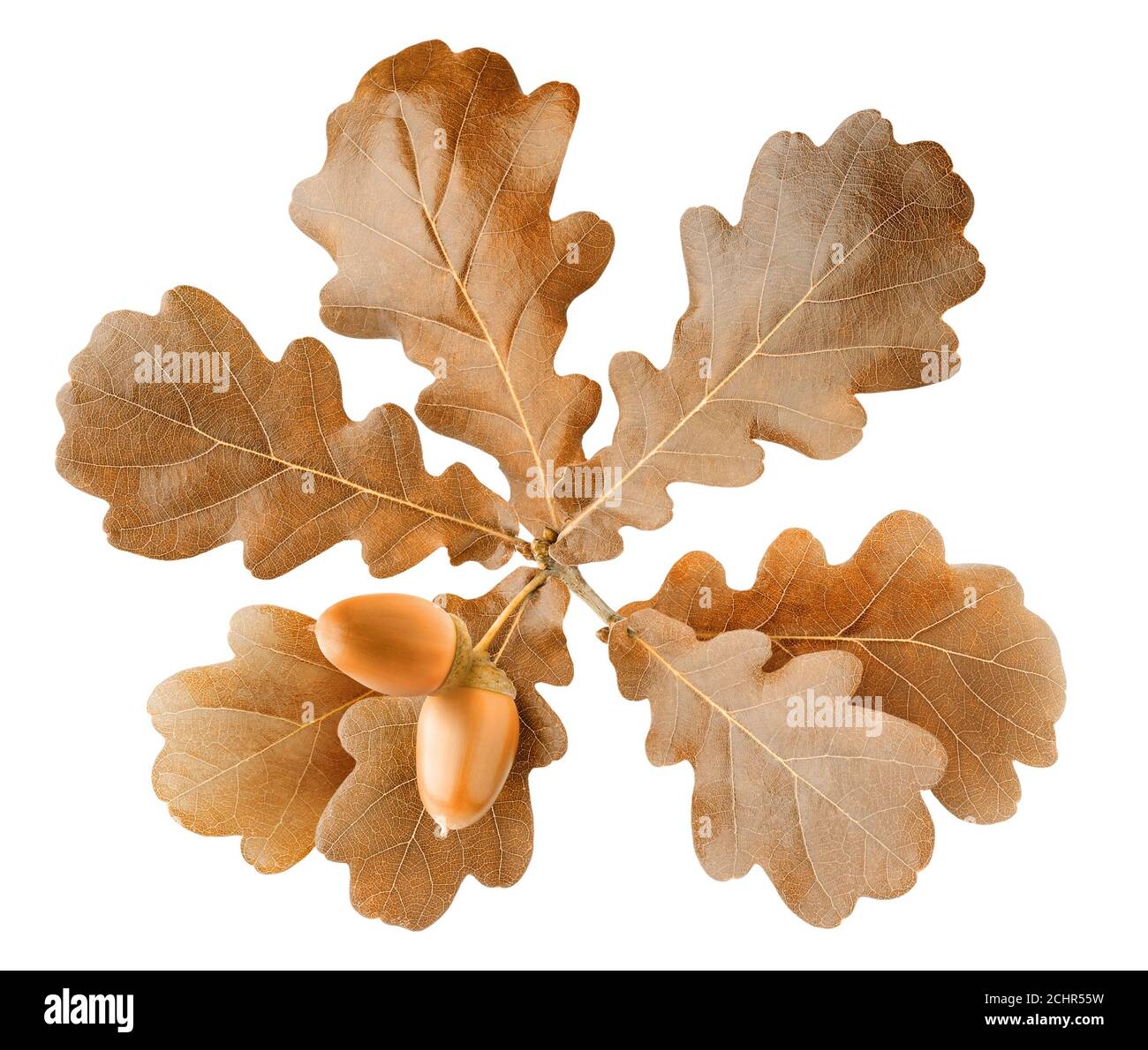 Two ripe acorns on autumn oak tree branch with brown leaves isolated on white background Stock Photo